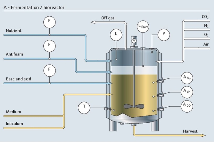 Fermentationsprozess