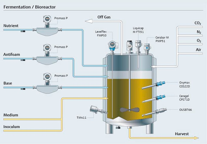 fermentation process