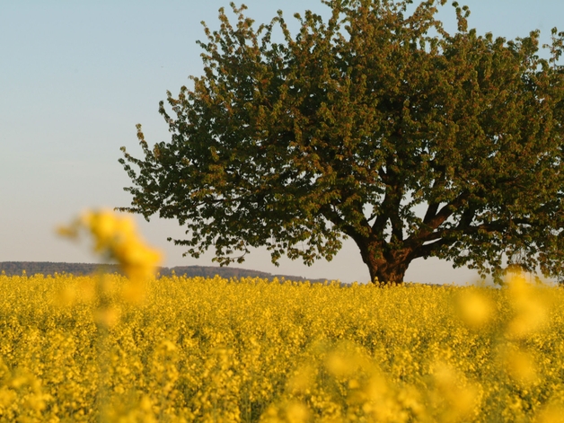 Kirschbaum in einem Feld mit blühendem Raps.