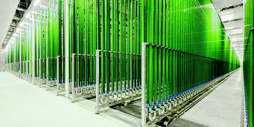 Photo-Bioreaktoren zur Deckung der steigenden Nachfrage nach Algen