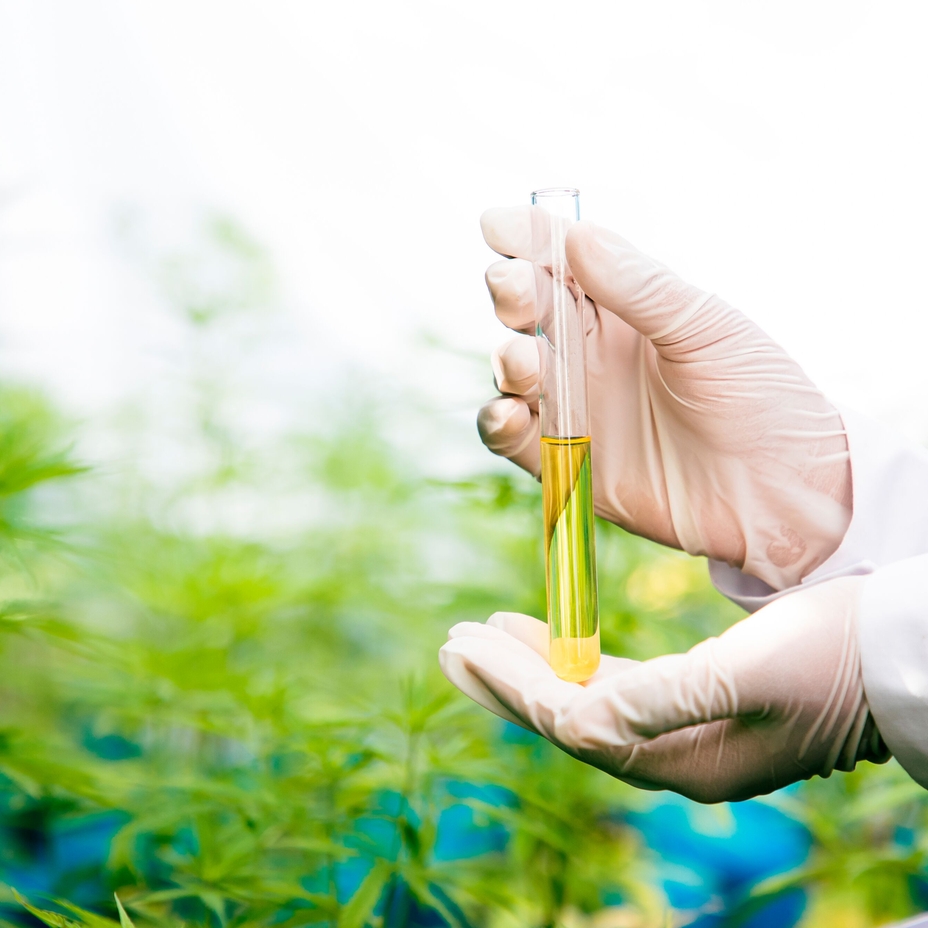 Ätherisches Cannabisöl in einer Glasphiole